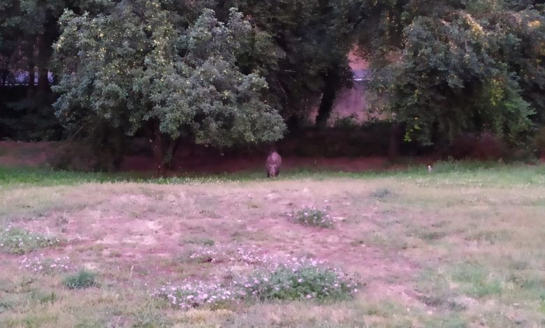 Jabalí en A Valenzá
