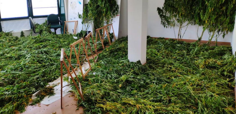 200 plantas de marihuana en Rairiz de Veiga