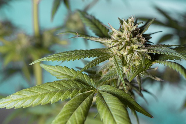 Incautan 55 plantas de marihuana en Ribadavia