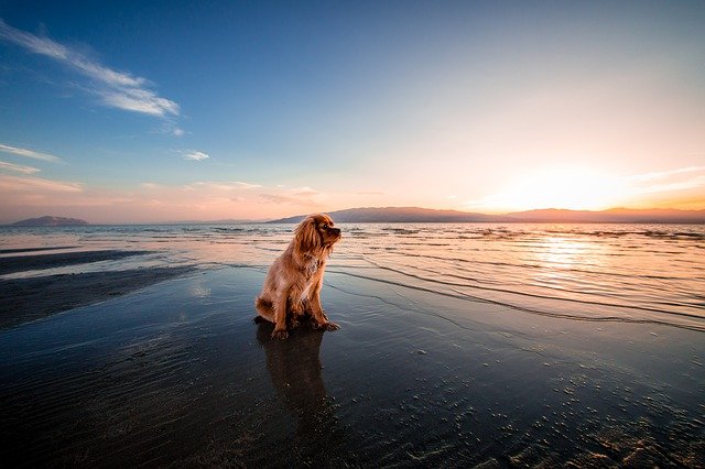 Las mejores playas para perros de Galicia