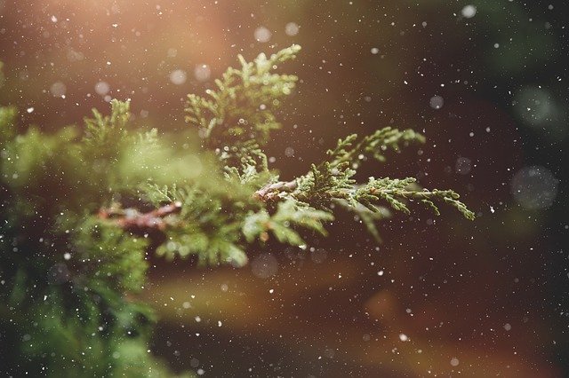 Segunda vida para los árboles de Navidad