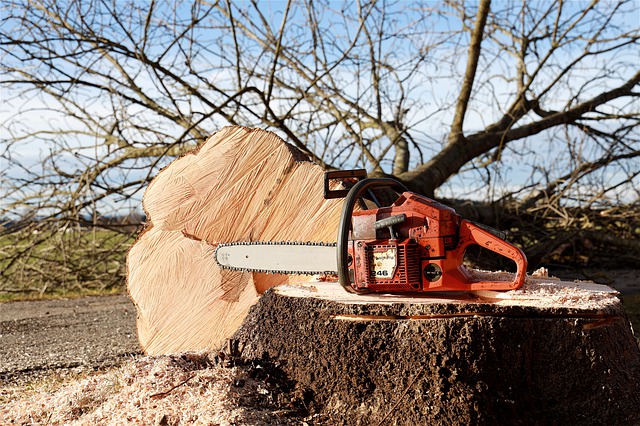 Fallece con 43 años al caerle un árbol encima