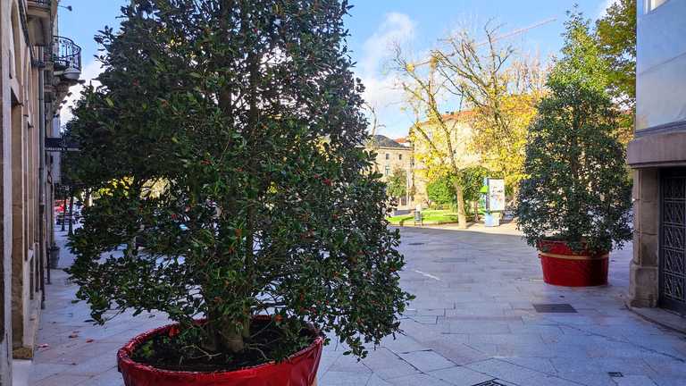 Ourense coloca plantas decorativas de Nadal