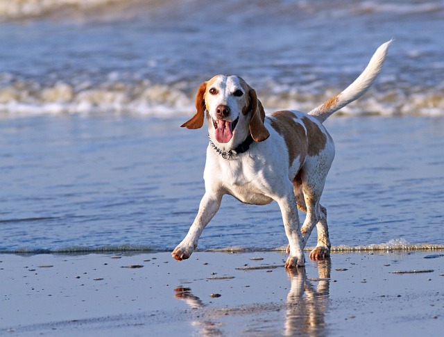 ¿Dónde hacemos una playa para perros?