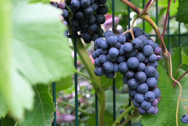 La venta de uvas será principalmente en el Campo de la Feria