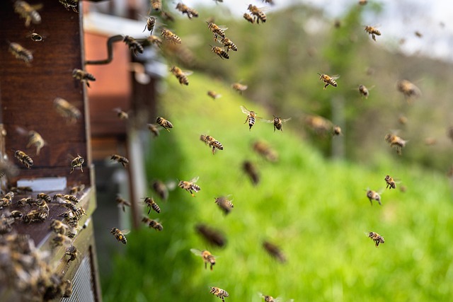 Día Mundial de las Abejas 2025: clave para la vida y la biodiversidad