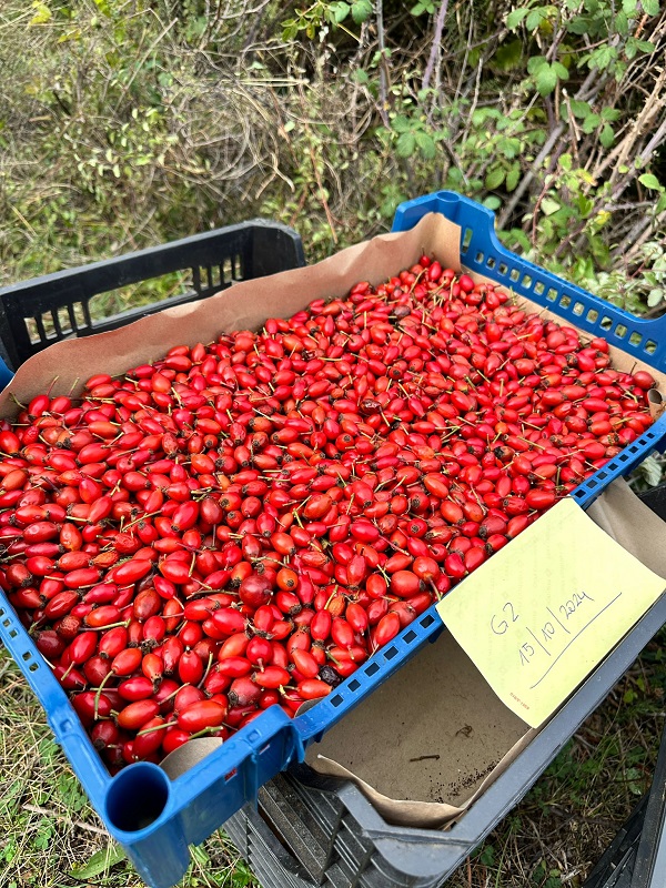 A Veiga impulsa la bioeconomía forestal con frutos silvestres