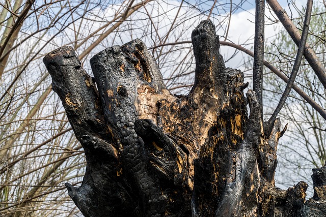 Guía para solicitar as axudas da Xunta tras os incendios de 2025
