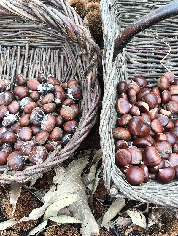 A castaña debe venderse en frío