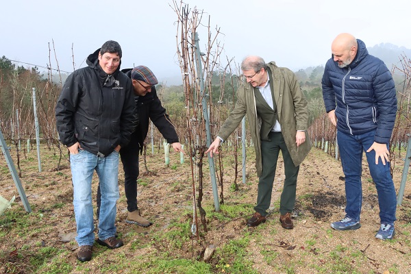 Beade benefíciase das axudas da Xunta á viticultura