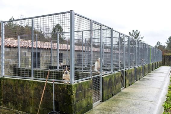 632 cans recollidos pola Rede Provincial en 2025